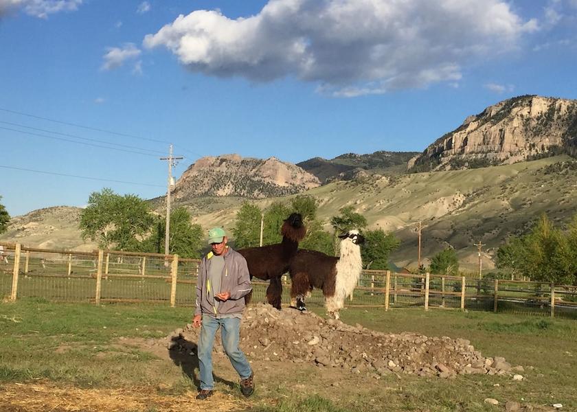Wyoming wapiti Facade