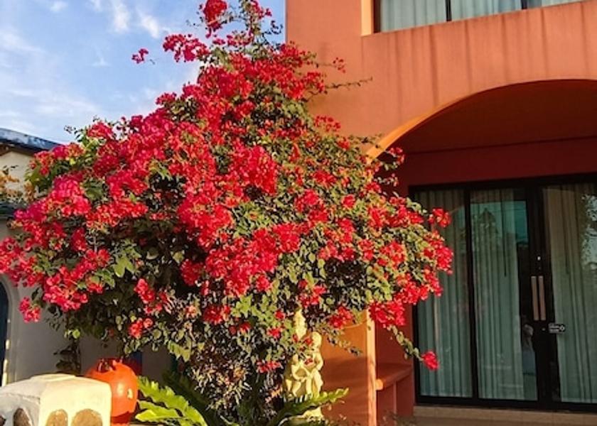 Phatthalung phatthalung Property Grounds