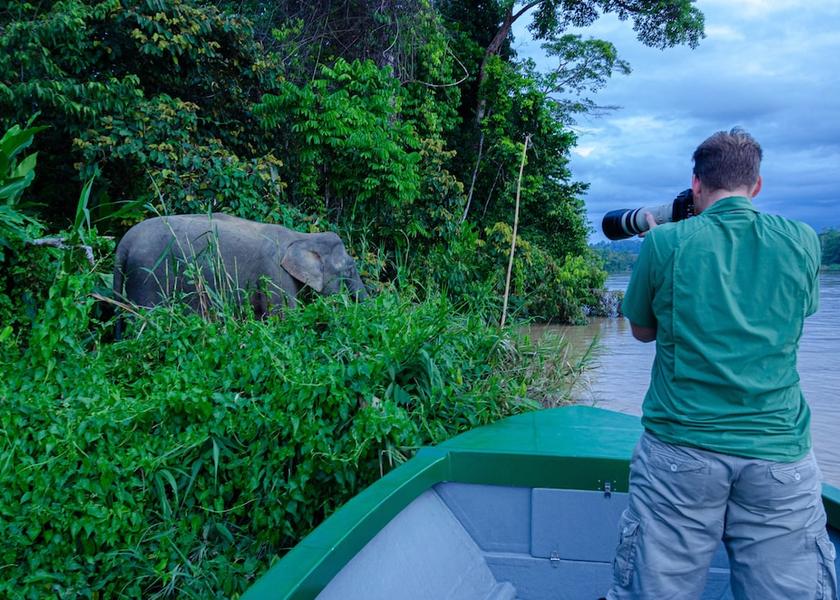 Sabah Kota Kinabatangan Safari and game