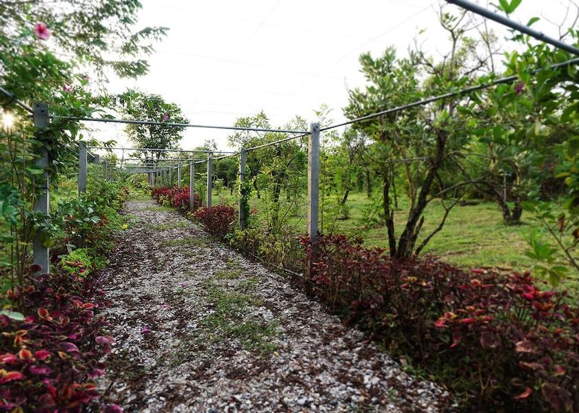Loei Phu Ruea Garden