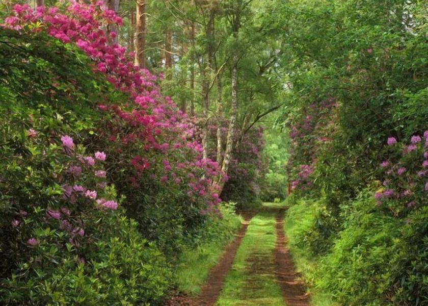 Scotland Grantown-on-Spey Property Grounds