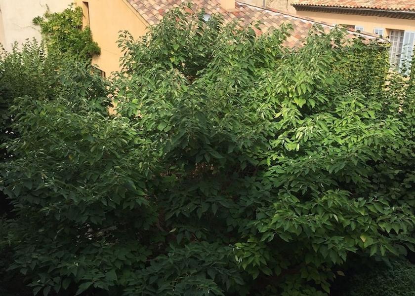 Provence - Alpes - Cote d'Azur Aix-en-Provence Room