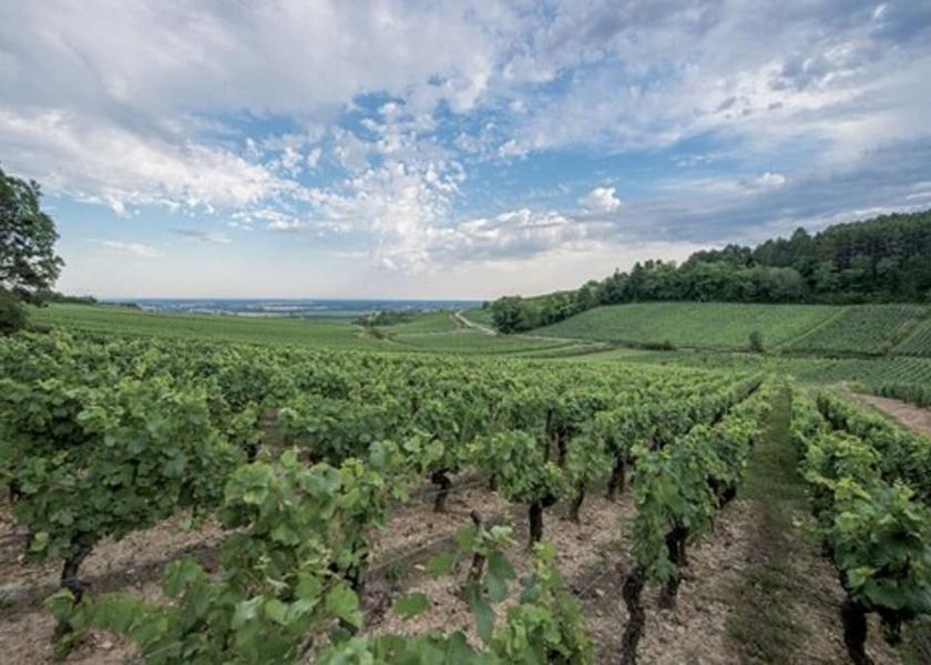 Bourgogne-Franche-Comte Puligny-Montrachet Winery