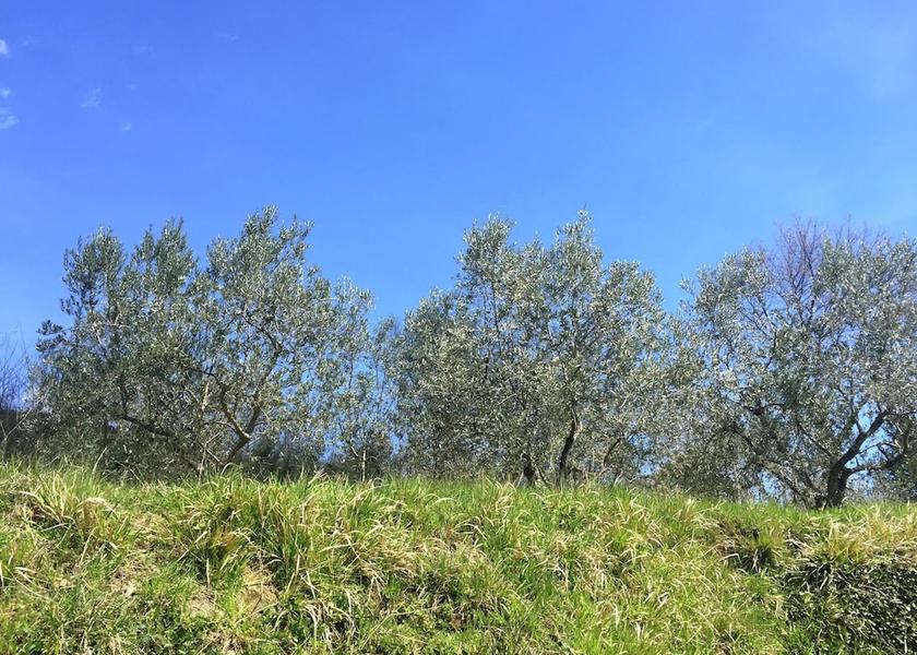 Tuscany Castelfranco Piandisco View from Property