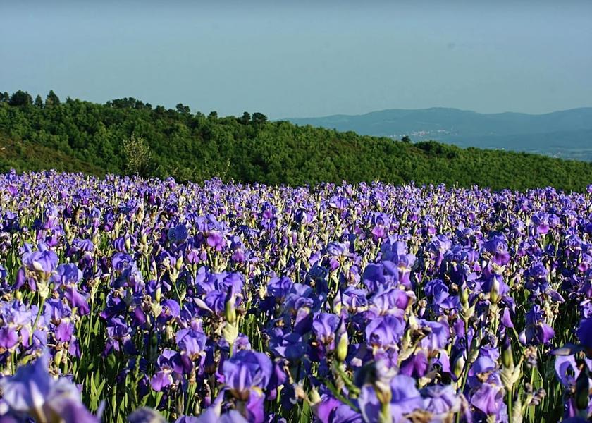 Tuscany Castelfranco Piandisco View from Property