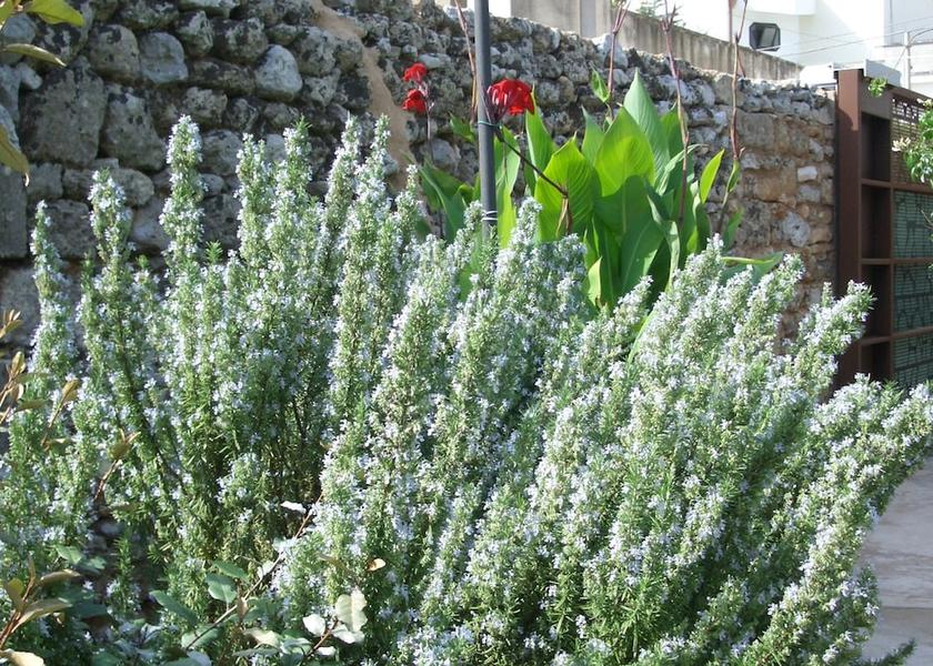 Puglia Patu Exterior Detail