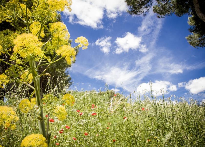 Puglia San Giovanni Rotondo Garden