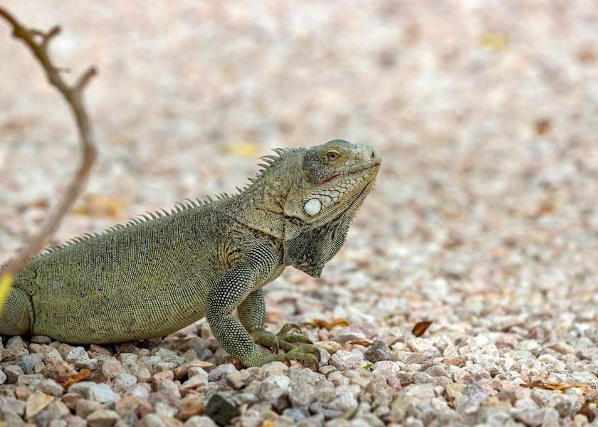  Kralendijk Exterior Detail