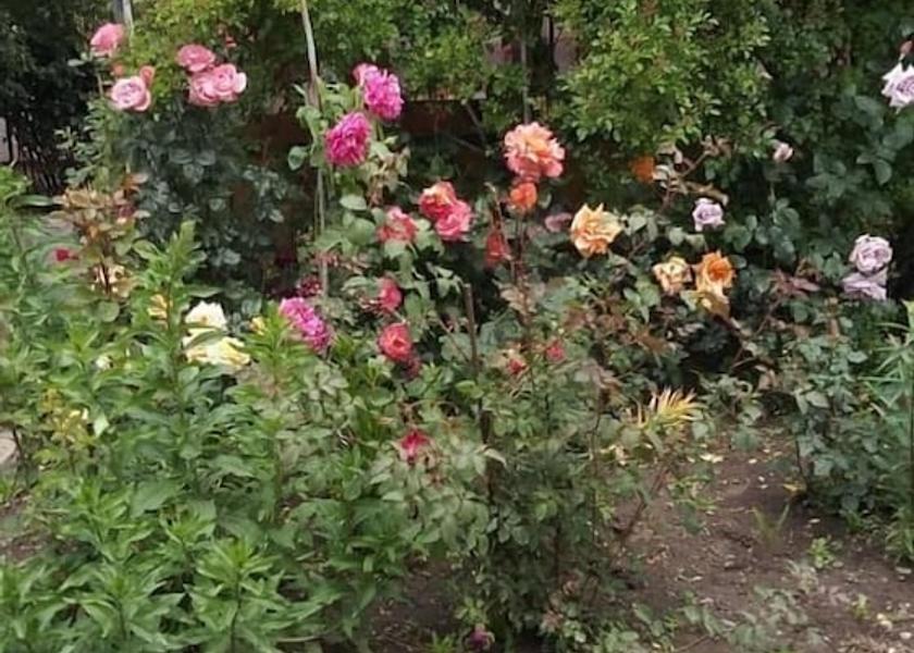 Issyk-Kul Region Karakol Garden