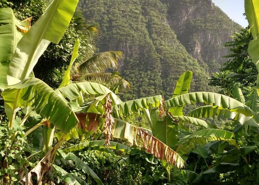  Soufriere Property Grounds