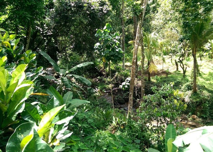  Soufriere Property Grounds