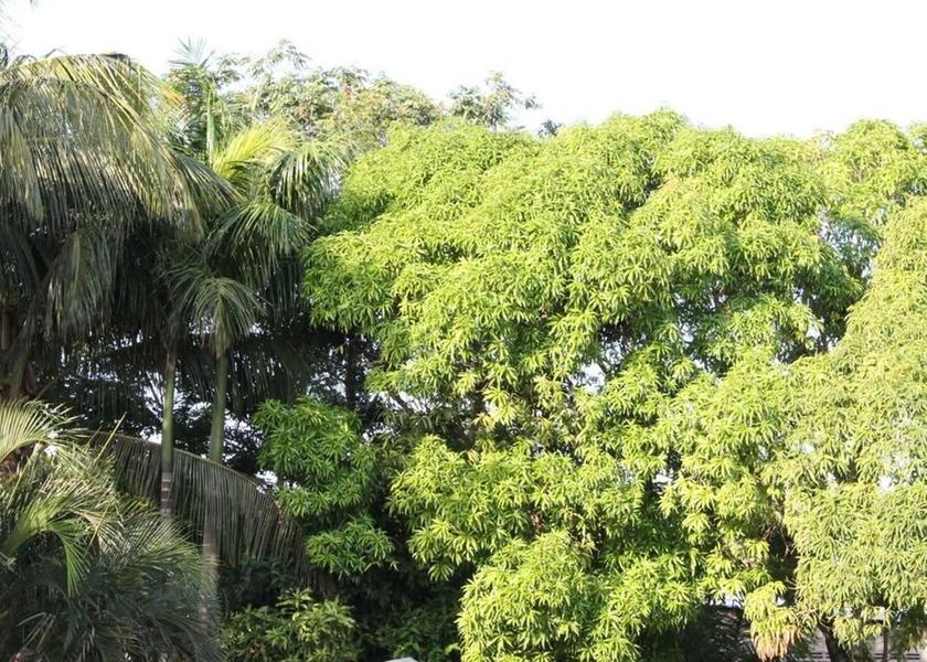  Paramaribo Exterior Detail