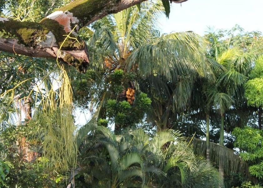  Paramaribo Exterior Detail