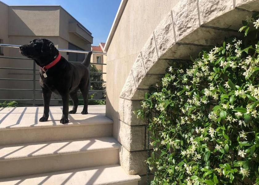  Kotor Exterior Detail