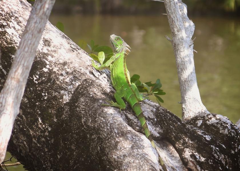 Orange Walk District Orange Walk Exterior Detail