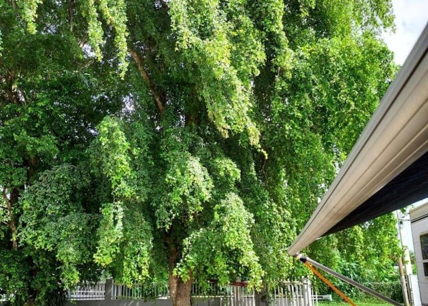  Dorado Property Grounds