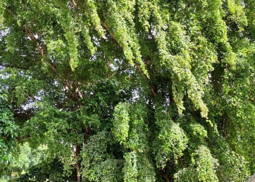  Dorado Exterior Detail