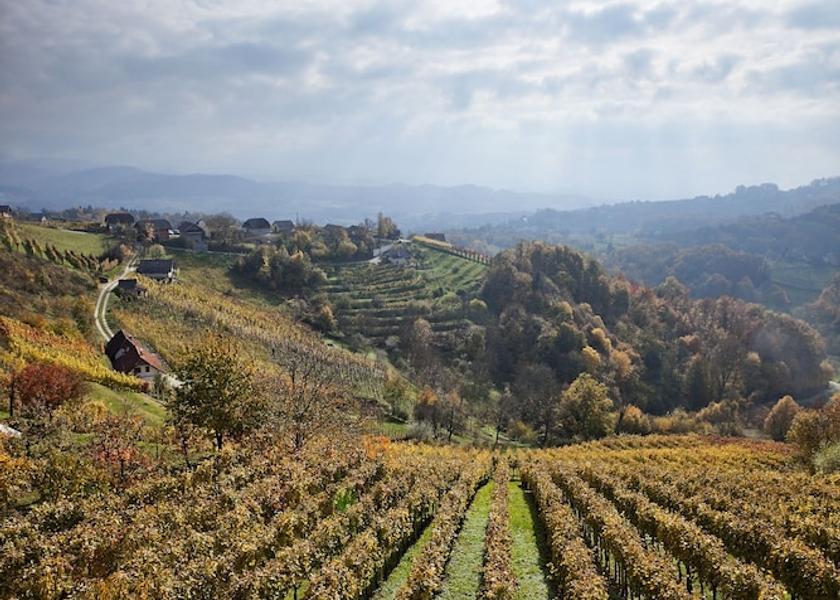  Novo Mesto Vineyard View