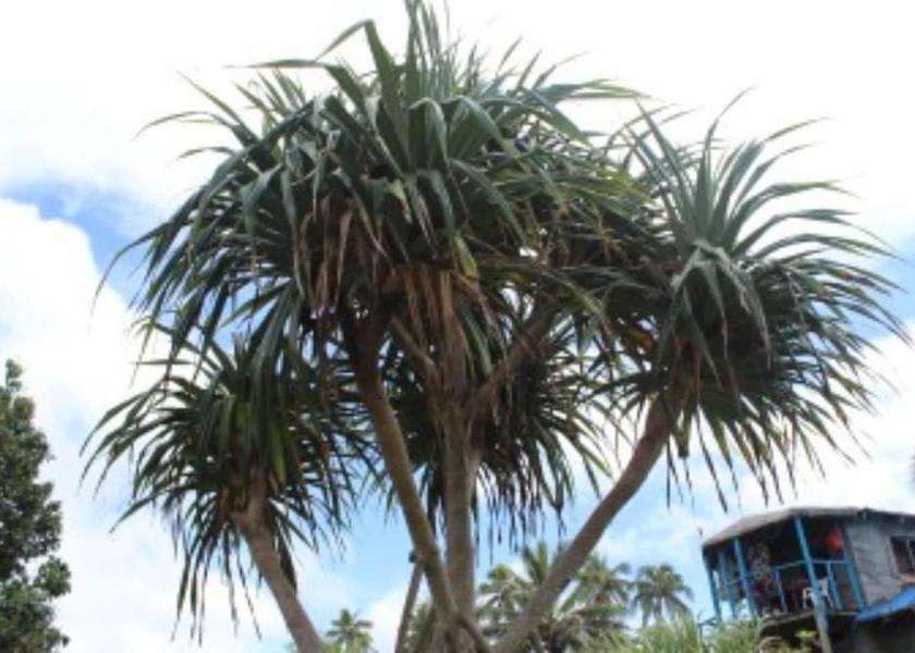  Tanna Island Exterior Detail