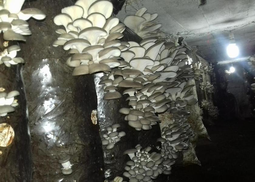 Kakheti Telavi Interior Entrance