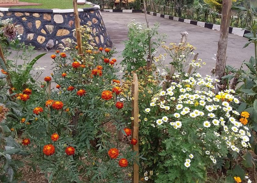  Bushenyi Garden