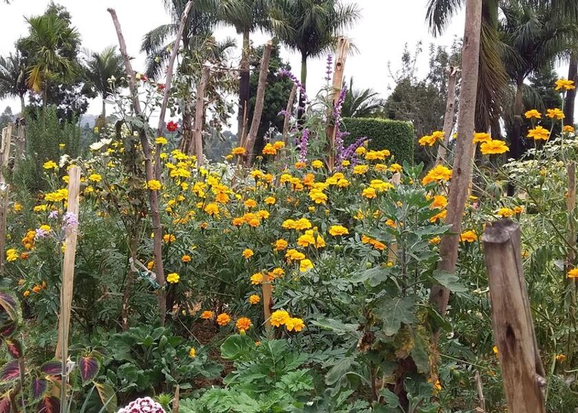  Bushenyi Garden