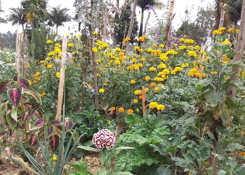  Bushenyi Garden
