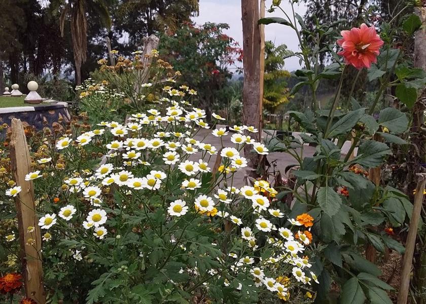  Bushenyi Garden