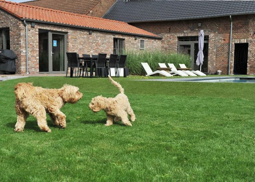 Flemish Region Maasmechelen Pool