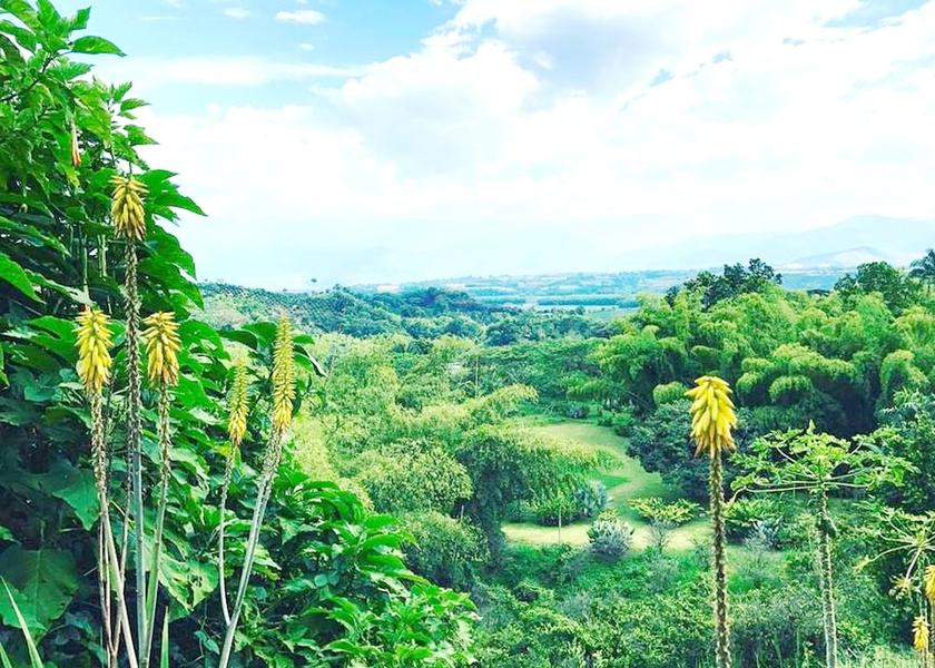 Quindío La Tebaida View from property
