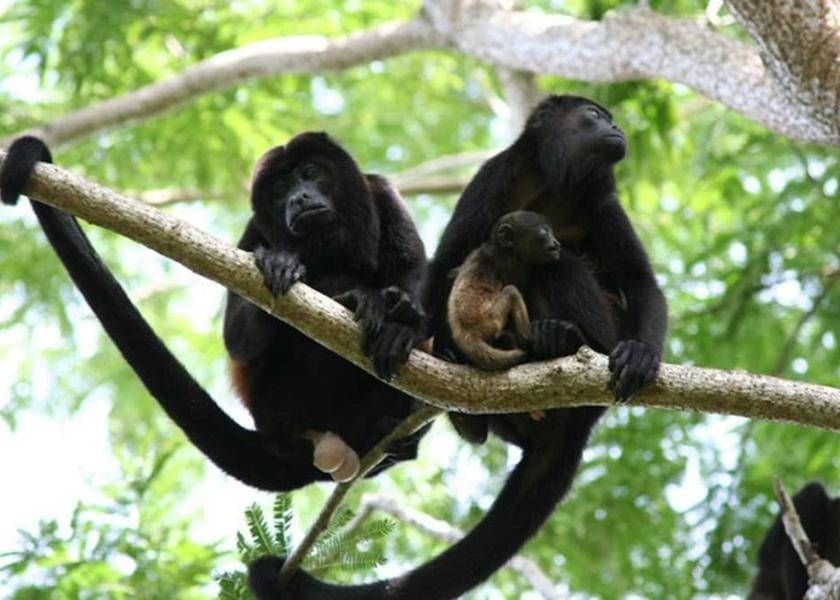 Limon Cahuita Property Grounds