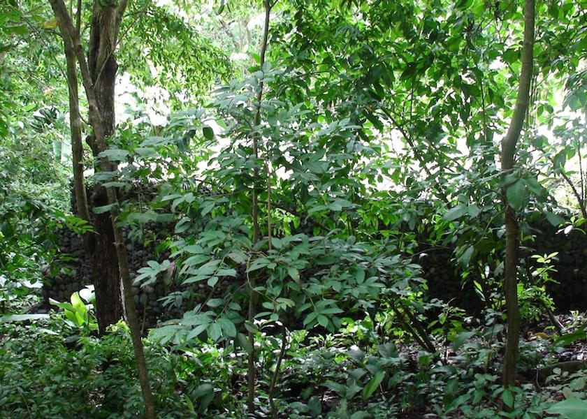 Puntarenas Manuel Antonio Exterior Detail