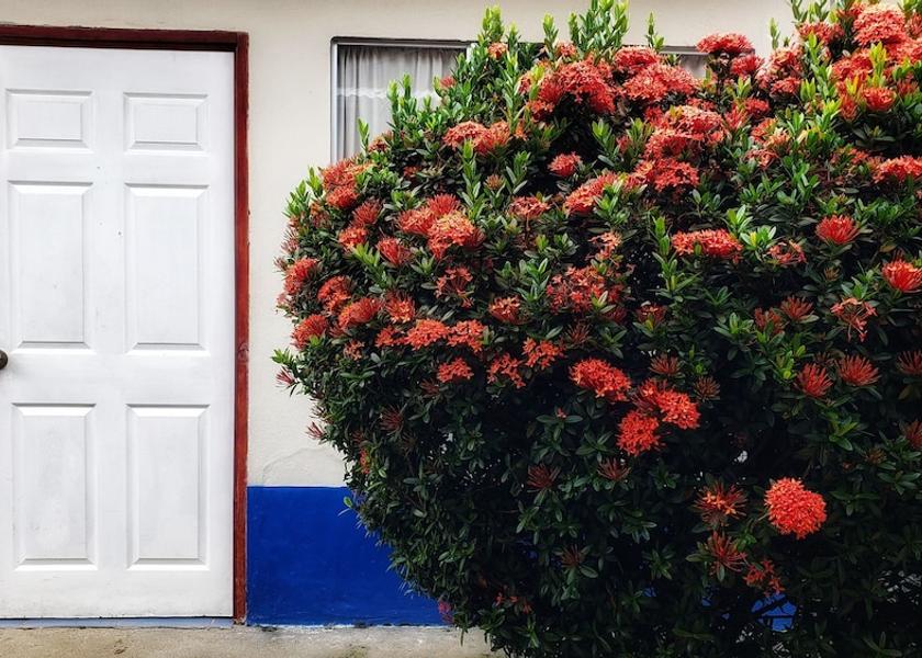 Puntarenas Province Bahía Ballena Exterior Detail