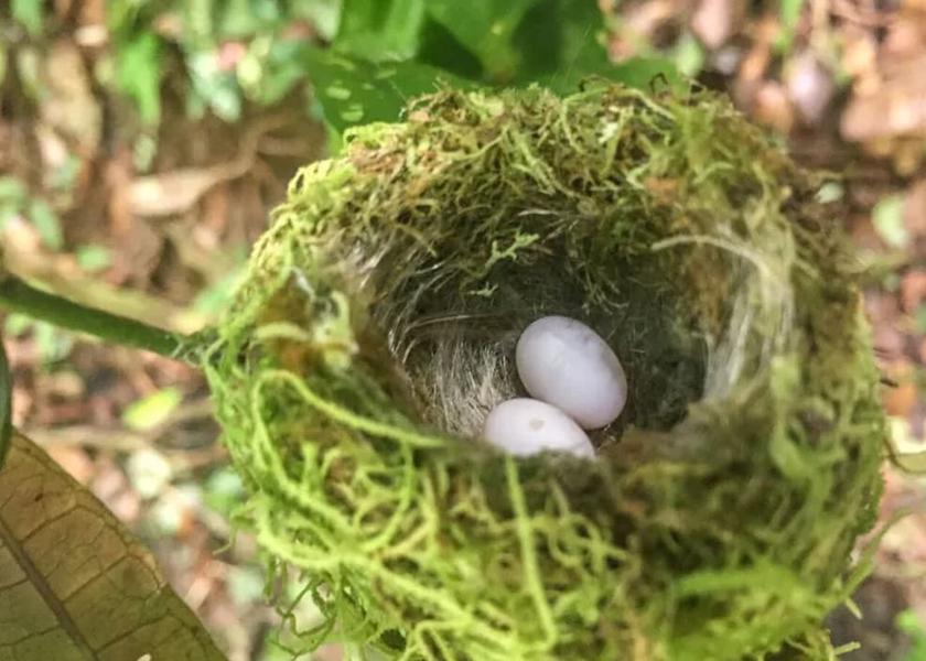 Puntarenas Drake Bay Exterior Detail