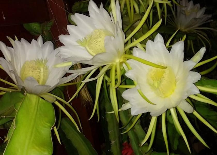 Larnaca District Sotira Property Grounds