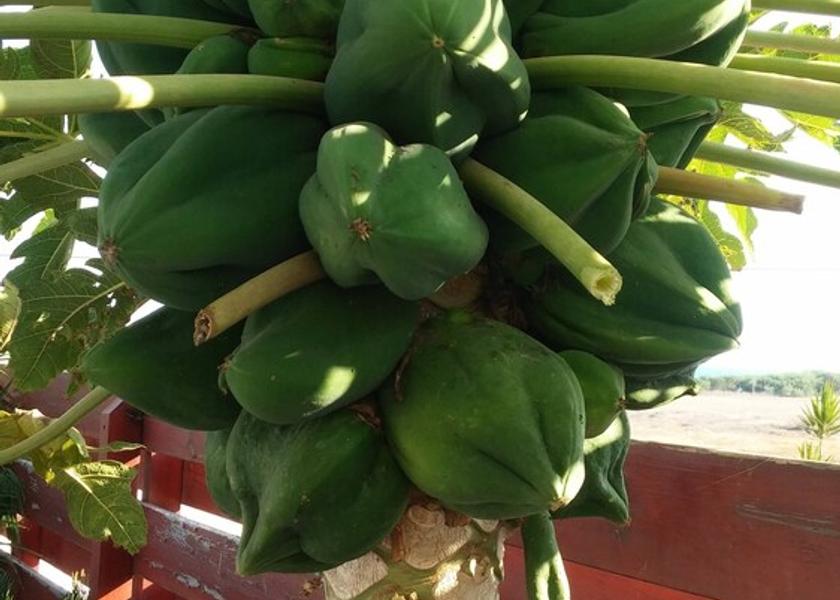 Larnaca District Sotira Property Grounds