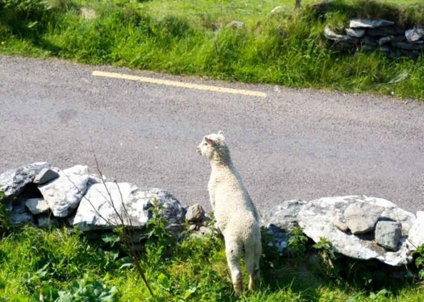 County Kerry Ventry Property Grounds