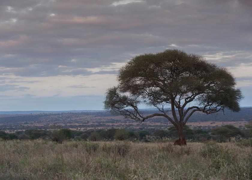  Tarangire National Park Exterior Detail