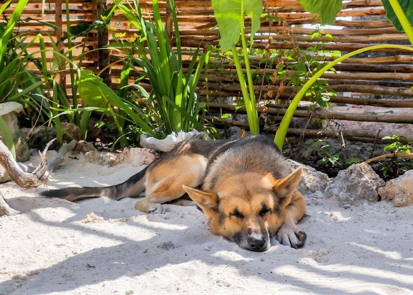 Unguja Kusini Region Jambiani Exterior Detail