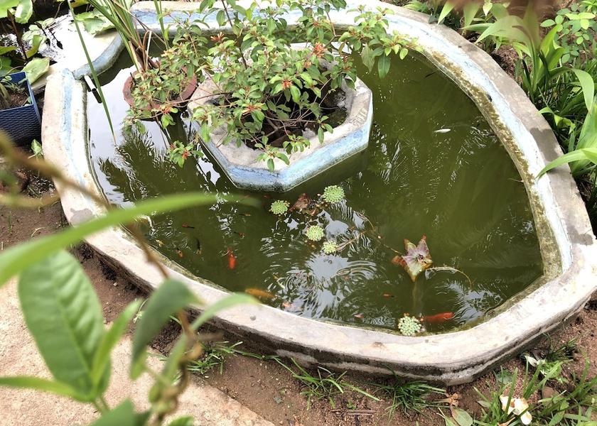 Central Province Sigiriya Garden