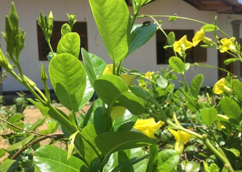 Southern Province Tangalle Property Grounds