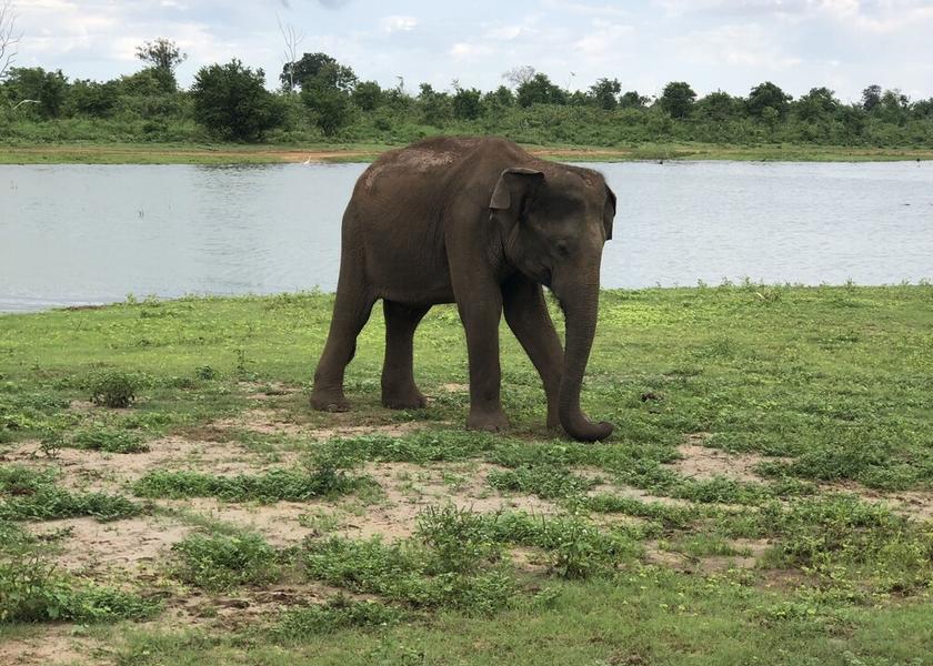Monaragala District Udawalawa Exterior Detail