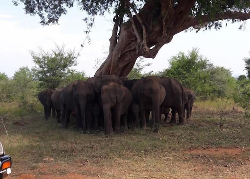 Monaragala District Udawalawa Exterior Detail