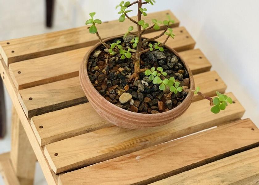 Western Province Maggona Terrace