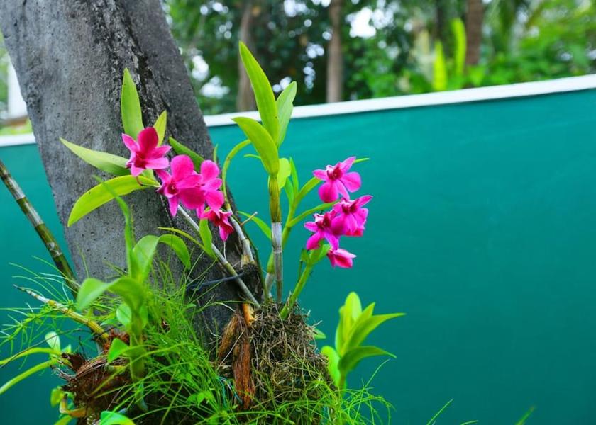 Galle District Bentota Exterior Detail