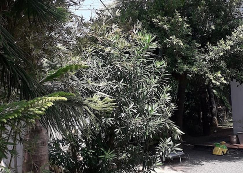 Central Province Kandalama Garden