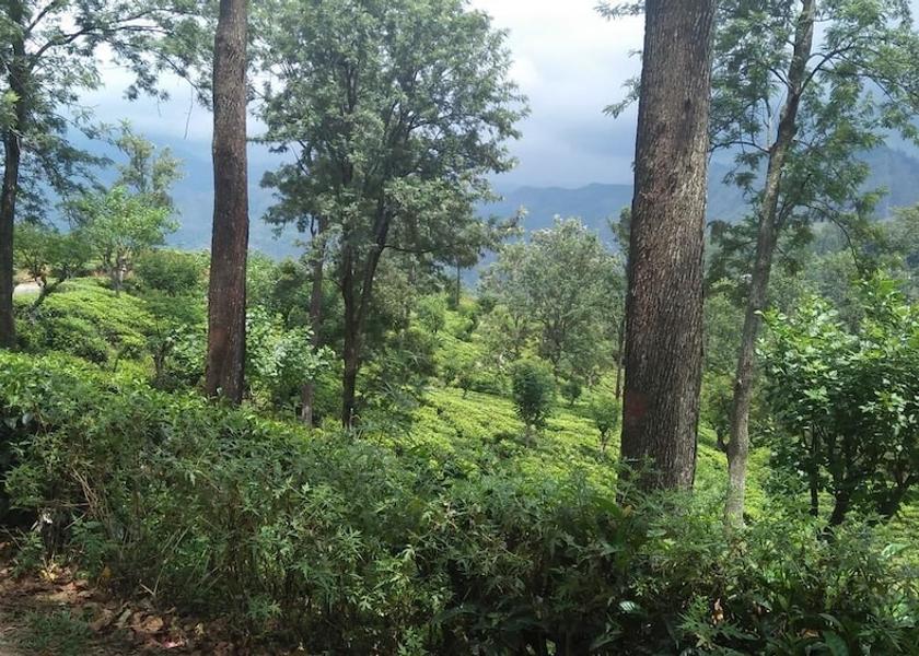 Uva Province Ella Hiking