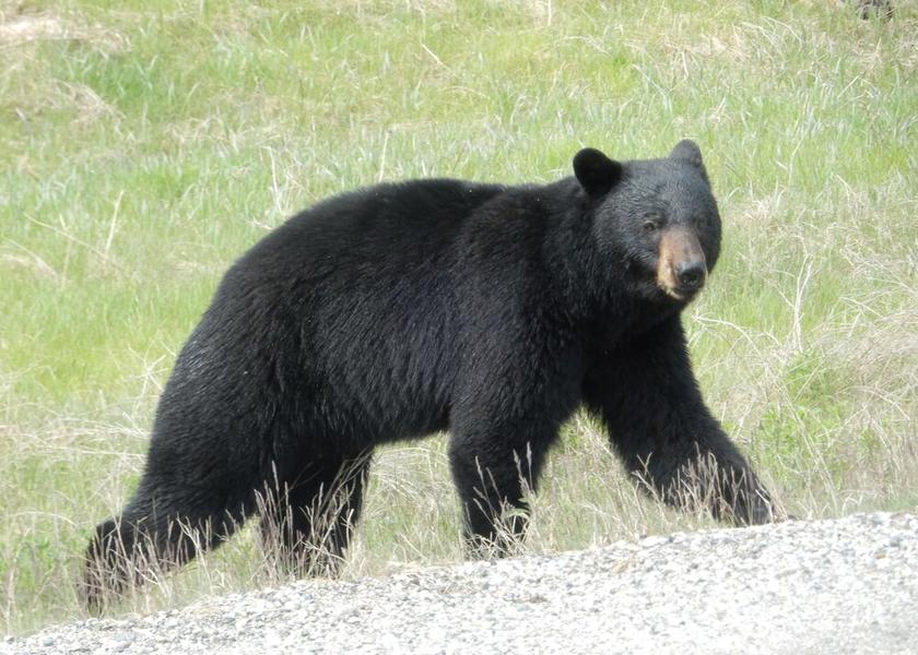 British Columbia Whistler Facade
