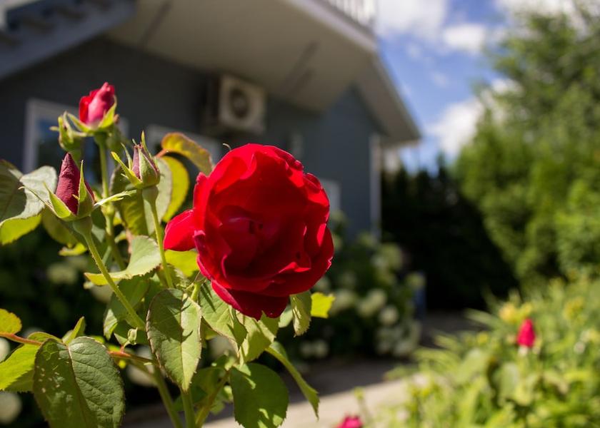 Quebec Saguenay Garden