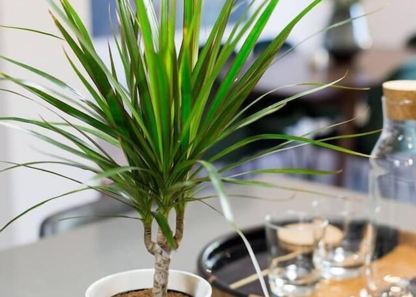 Quebec Montreal Dining Area